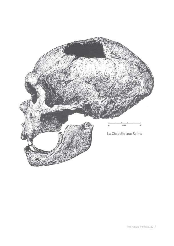 Vielfalt in der menschlichen Evolution Box  -auf Englisch-